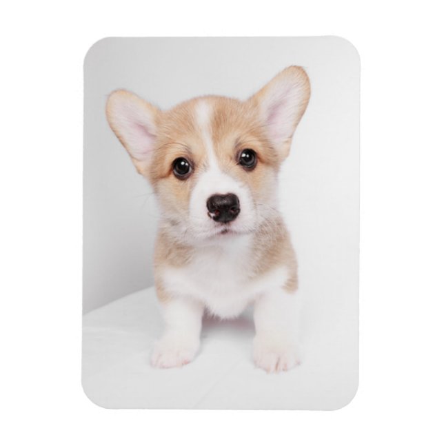 Cutest Baby Animals | Tiny Corgi Magnet (Vertical)