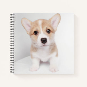 Cutest Baby Animals   Tiny Corgi Notebook