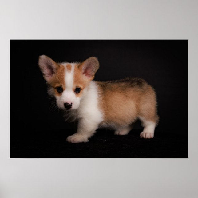 Cutest Baby Animals | Tiny Corgi Poster (Front)