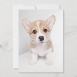 Cutest Baby Animals Tiny Corgi Thank You Card