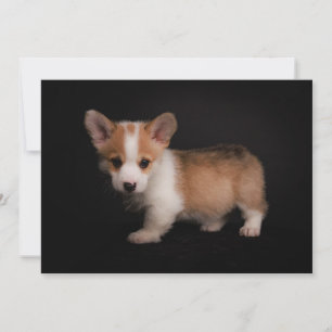 Cutest Baby Animals   Tiny Corgi Thank You Card