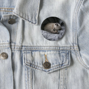 Cutest Baby Animals Tiny Kitten Sleeping 2 Inch Round Button