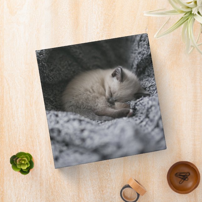 Cutest Baby Animals | Tiny Kitten Sleeping Binder (In Situ)