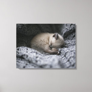 Cutest Baby Animals Tiny Kitten Sleeping Canvas Print