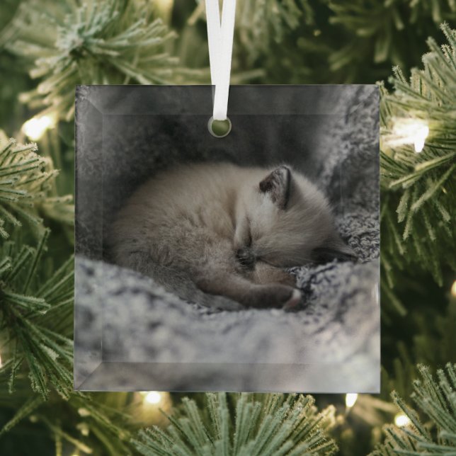 Cutest Baby Animals | Tiny Kitten Sleeping Glass Ornament (Insitu)