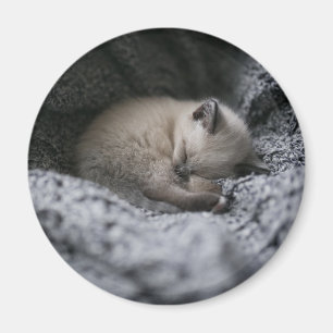 Cutest Baby Animals   Tiny Kitten Sleeping Magnet