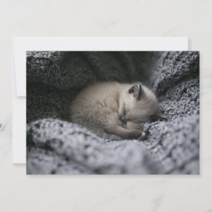 Cutest Baby Animals Tiny Kitten Sleeping Thank You Card