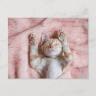 Cutest Baby Animals   Tiny Orange Striped Kitten Postcard