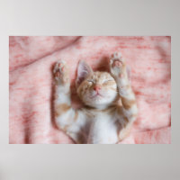 Cutest Baby Animals | Tiny Orange Striped Kitten