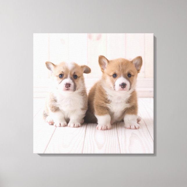 Cutest Baby Animals | Two Baby Corgis Sitting Canvas Print (Front)
