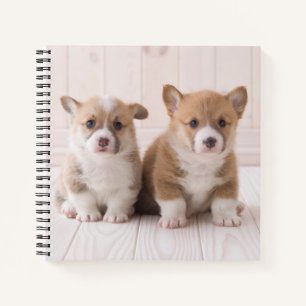 Cutest Baby Animals Two Baby Corgis Sitting Notebook