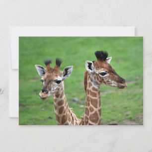 Cutest Baby Animals Two Baby Giraffes Thank You Card