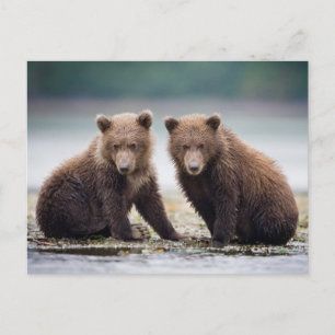 Cutest Baby Animals   Two Bear Cubs Postcard