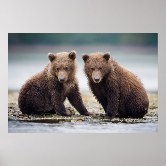 Cutest Baby Animals | Two Bear Cubs Poster (Front)