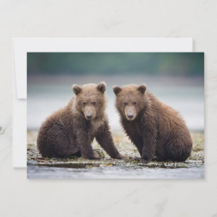 Cutest Baby Animals Two Bear Cubs Thank You Card