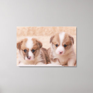 Cutest Baby Animals   Two Corgi Puppies Canvas Print