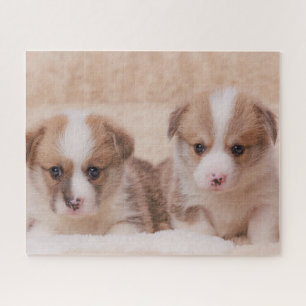 Cutest Baby Animals Two Corgi Puppies Jigsaw Puzzle
