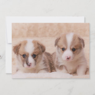 Cutest Baby Animals Two Corgi Puppies Thank You Card