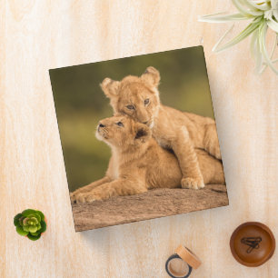 Cutest Baby Animals Two Lion Cubs Binder