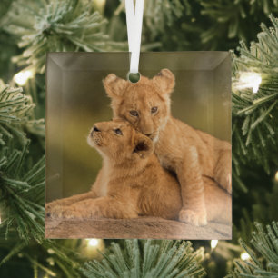 Cutest Baby Animals Two Lion Cubs Glass Ornament