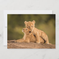 Cutest Baby Animals | Two Lion Cubs