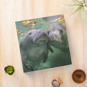 Cutest Baby Animals Two Manatees Binder