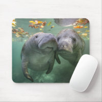 Cutest Baby Animals | Two Manatees
