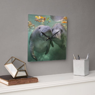 Cutest Baby Animals   Two Manatees Square Wall Clock
