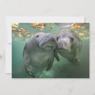 Cutest Baby Animals   Two Manatees Thank You Card