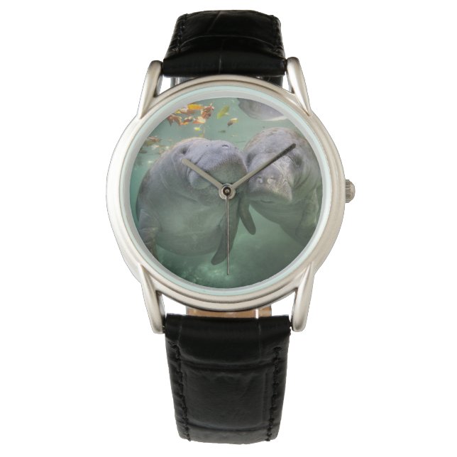 Cutest Baby Animals | Two Manatees Watch (Front)