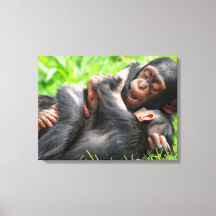 Cutest Baby Animals   Two Young Chimpanzees Canvas Print