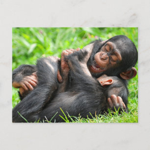 Cutest Baby Animals Two Young Chimpanzees Postcard