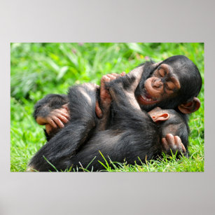 Cutest Baby Animals   Two Young Chimpanzees Poster