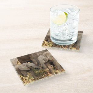 Cutest Baby Animals Two Young Elephants Glass Coaster