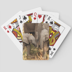 Cutest Baby Animals   Two Young Elephants Playing Cards