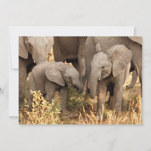 Cutest Baby Animals   Two Young Elephants Thank You Card