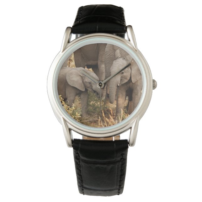 Cutest Baby Animals | Two Young Elephants Watch (Front)