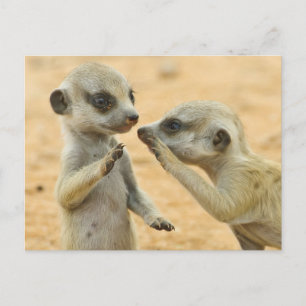 Cutest Baby Animals   Two Young Meerkats Postcard