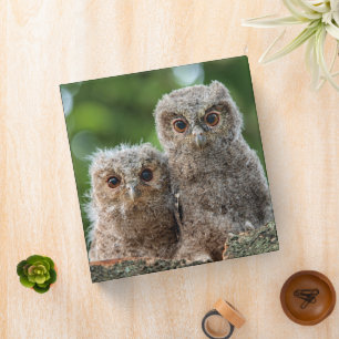 Cutest Baby Animals   Two Young Owls Binder