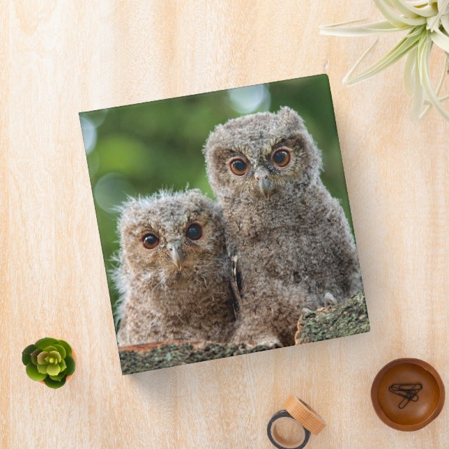 Cutest Baby Animals | Two Young Owls Binder (In Situ)