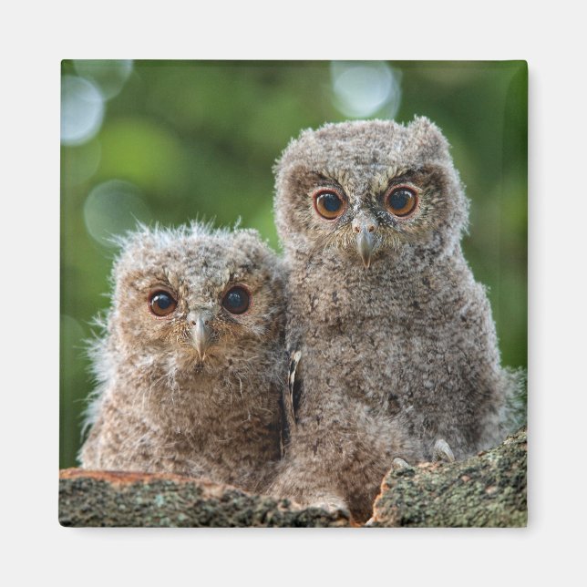 Cutest Baby Animals | Two Young Owls Magnet (Front)