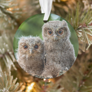 Cutest Baby Animals Two Young Owls Ornament