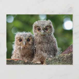 Cutest Baby Animals   Two Young Owls Postcard