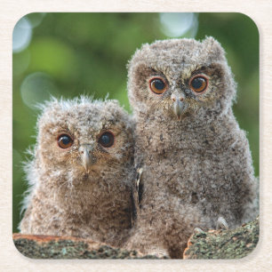 Cutest Baby Animals Two Young Owls Square Paper Coaster