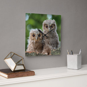 Cutest Baby Animals Two Young Owls Square Wall Clock
