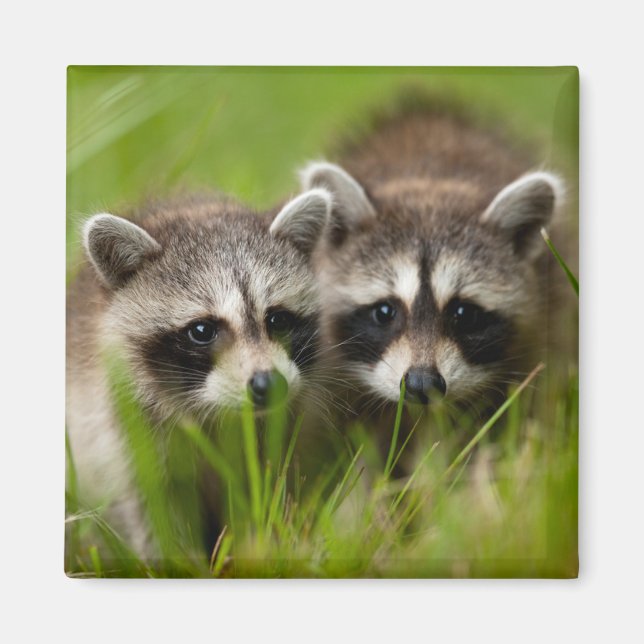 Cutest Baby Animals | Two Young Raccoons Magnet (Front)