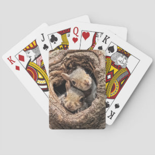 Cutest Baby Animals   Two Young Squirrels Playing Cards