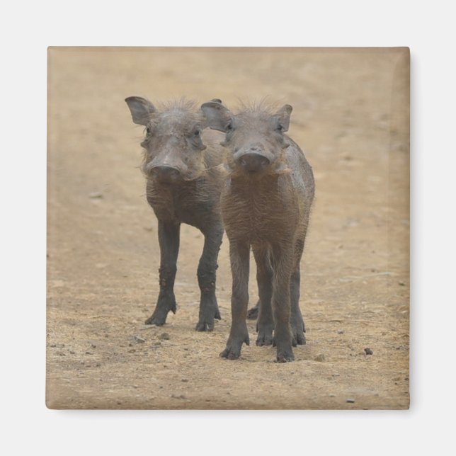 Cutest Baby Animals | Two Young Warthogs Magnet (Front)