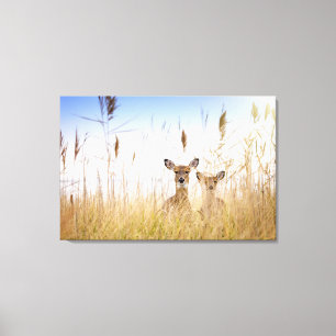 Cutest Baby Animals Two Young White Tailed Deer Canvas Print