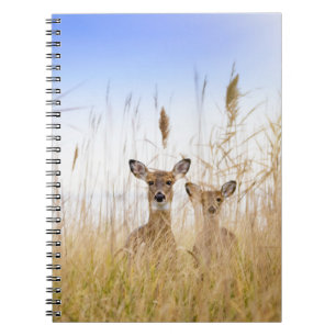 Cutest Baby Animals Two Young White Tailed Deer Notebook